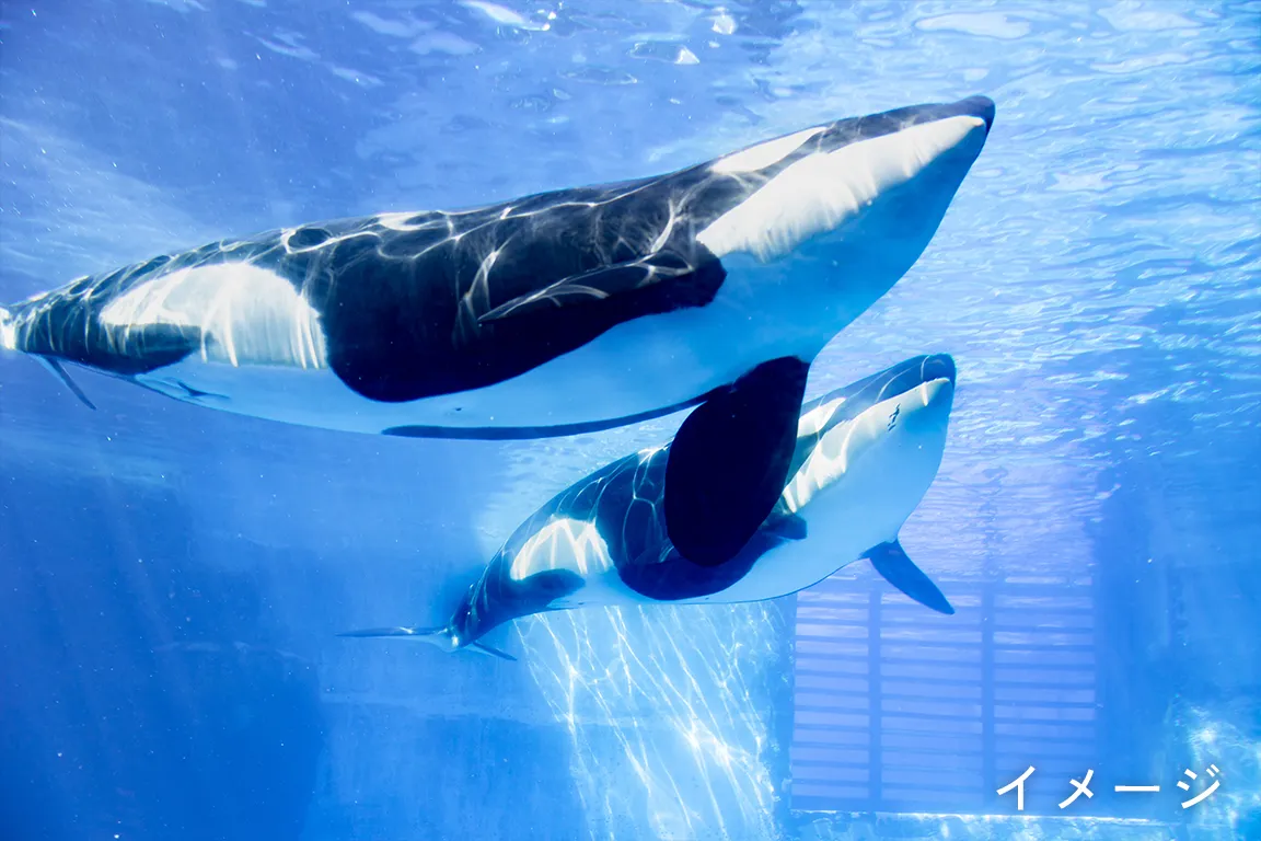 名古屋港水族館